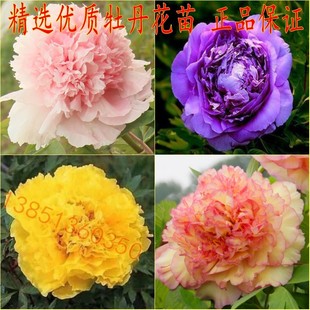 多年生牡丹花苗蓝牡丹苗 黑牡丹花苗庭院牡丹花盆栽当年可开花