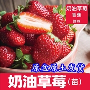 奶油草莓丹东99巧克力草莓，苗红颜草莓苗，草莓种籽四季草莓盆栽地栽