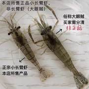 中华小长臂虾花腰虾除丝藻刚毛藻观赏鱼缸除藻淡水清洁工具虾