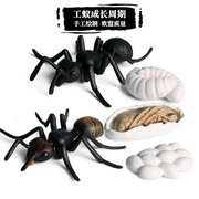仿真动物模型儿童科教蚂蚁蝴蝶成长周期塑胶昆虫野生动物玩具套装