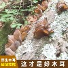 纯东北天然野生黑木耳软糯特产长白山正宗秋深山无硫散装特干货级