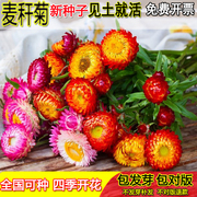 麦秆菊花种子四季种易活开花不断室外户外庭院蜡菊花籽子脆菊种籽