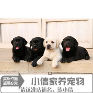 黑白色拉布拉多纯种狗狗幼犬，家养伴侣犬，陪伴孩子乖巧呆萌通人性x