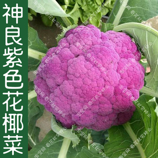 神良紫花一号紫色花椰菜种子，秋季彩色蔬菜籽，甜脆好吃沙拉耐寒孑