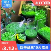 水草种子生态玻璃瓶真植物种籽盆栽套餐水培绿植装饰草缸鱼缸造景