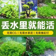 莫斯水草鱼缸造景草缸真草珊瑚，莫斯慕斯水草，莫斯树造景水草植物