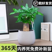 发财树盆栽室内客厅办公室桌面绿植小盆景四季常青花卉易活植物