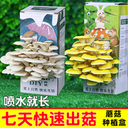 蘑菇盒子diy蘑菇，菌包平菇菌种食用菌家庭，种植儿童精灵菌菇包