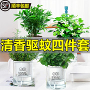 驱蚊植物水培薄荷叶竹柏迷迭香九里香，盆栽花卉室内绿植新鲜可食用