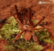 鲁弗斯火焰/红色沙捞越2厘米树老虎蜘蛛活体宠物蜘蛛