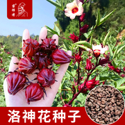 洛神花种子红桃k玫瑰茄，种籽食用花茶花种孑，阳台盆栽易种四季开花