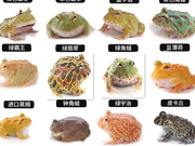 角蛙活体宠物青蛙绿角蛙蝌蚪，黄金角(黄金角)蛙，活物蝴蝶角蛙钟角蛙霸王角蛙