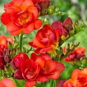 10个香雪兰种球四季开花易活植物小苍兰盆栽室内外好养活春季花卉
