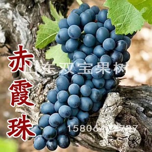 山东平度赤霞珠葡萄苗，酿酒葡萄树苗种北方南方四季种植