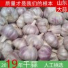 干蒜新鲜大蒜头新大蒜山东农家自种5斤低价紫皮大蒜