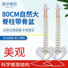 人体脊柱模型1 1成人正骨练习脊椎模型颈椎腰椎人体骨骼模型骨架