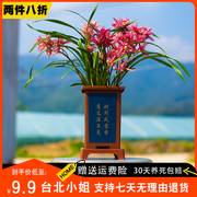 两件八折台北小姐名贵高档兰花苗带花苞四季花卉盆栽植物室