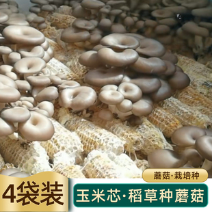 玉米芯稻草棒平菇种植豆粕棉籽壳蘑菇菌种栽培家庭养殖食用菌接种