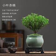 叶赤物楠老桩59426盆栽盆景小迷你植室内花卉办公室小桌面绿植四