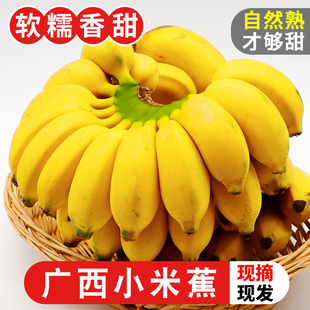 正宗广西小米蕉香蕉10斤当季新鲜水果小香蕉苹果蕉自然熟粉蕉