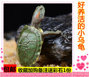乌龟活体情侣小乌龟活物黄金龟红耳大巴西龟好养活宠物观赏龟