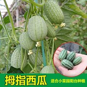 微型四季水果种籽迷你拇指西瓜种子阳台盆栽蔬菜种子易种西瓜种籽
