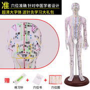 中医针灸穴位人体模型超清晰十二经络小皮人人体针灸男女模型50cm
