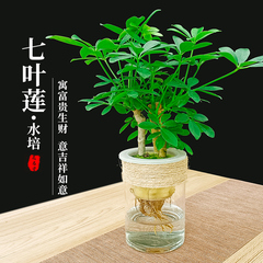 水培植物七叶莲鸭脚木小盆栽