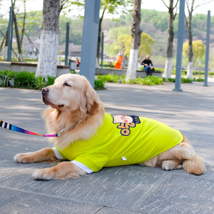 大狗狗衣服夏季薄款金毛，拉布拉多夏天透气防掉毛中型犬大型犬夏装