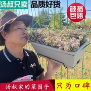 花盆塑料阳台种菜盆箱种菜神器长方形挂式长条花盆槽家用北欧大号