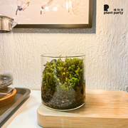 植物派 创意微观绿植办公室桌面盆栽苔藓种植全套装礼物