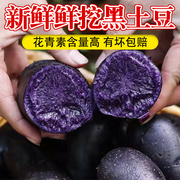 西北特产黑土豆大果2两以上新鲜紫薯洋芋，黑金刚马铃薯富含花青素