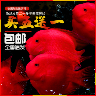 血红鹦鹉鱼活体发财鱼红财神黄金龙鱼，银龙鱼热带宠物风水观赏鱼