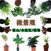 微景观迷你单颗苔藓植物小盆栽水陆缸造景，绿植蕨类diy手工种植