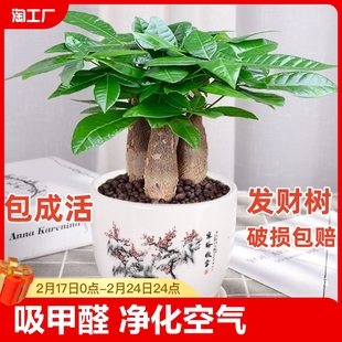 发财树盆栽室内客厅桌面绿植小盆景大发财树苗招财树吸甲醛植物