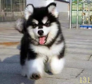 丽江阿拉斯加幼犬纯种阿拉斯加犬，活体黑红色灰桃阿拉斯加雪橇犬宠
