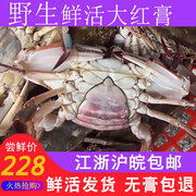 舟山全母红膏蟹梭子蟹，鲜活海鲜水产海蟹