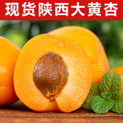 杏子大黄杏孕妇水果新鲜当季整箱现摘应季时令陕西鲜杏酸甜