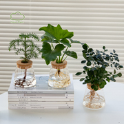 白云植物水培组合盆栽，室内绿植桌面盆景，开花礼物创意摆件可爱