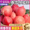 现摘春雪水蜜桃5斤 冬脆桃毛桃当季时令孕妇桃子新鲜水果整箱