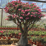 沙漠玫瑰泰国索科拉沙漠玫瑰苗特大原生老桩耐旱植物四季开花