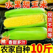 水果玉米广西新鲜甜玉米新鲜现摘黄苞谷(黄苞谷)嫩玉米，棒子923斤重