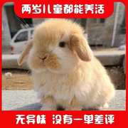 网红宠物兔子霜白垂耳兔活物，白色侏儒兔，长不大适合小孩子养的宠物