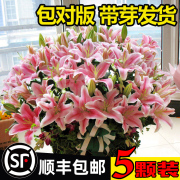 香水百合花种球盆栽花卉植物室内花种子好养活郁金香种籽四季开花