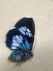 南美洲金属蓝斑蛾a1未整姿原蛾飞蛾蝴蝶，昆虫标本相框挂饰裱框定制