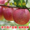 珍珠枣油桃树苗嫁接桃树苗，脆甜桃子树苗，南方北方种植当年结果树苗