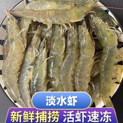 6斤淡水虾非海水虾基围虾河虾湖水，虾清水虾现捕现捞速冻可油炸炒