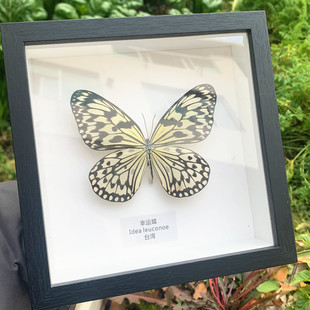 蝴蝶标本真蝴蝶相框，昆虫标本展示框，摆件家居装饰画生日礼物绿带翠