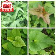 吃叶型红薯叶苗蔬菜可食用四季种植阳台白薯叶地瓜(叶地瓜，)叶农家(叶农家)绿色植物