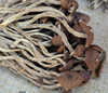 不开伞茶树菇干货，250克云南高原特产，菌菇茶菇非野生
